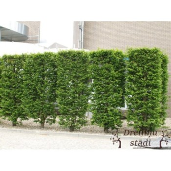 Skabārdis, parastais /carpinus betulus/ - kailsakņu stāds, 40-60cm.