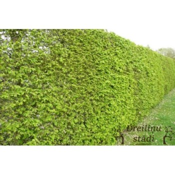 Skroblas, paprastasis /carpinus betulus/ - Kailsaknis sodinukas, 40-60cm.