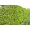 Skabārdis, parastais /carpinus betulus/ - kailsakņu stāds, 40-60cm.