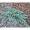 Klajeniskais kadiķis ,,Agnieszka,,/Juniperus horizontalis/ - C2 kont.