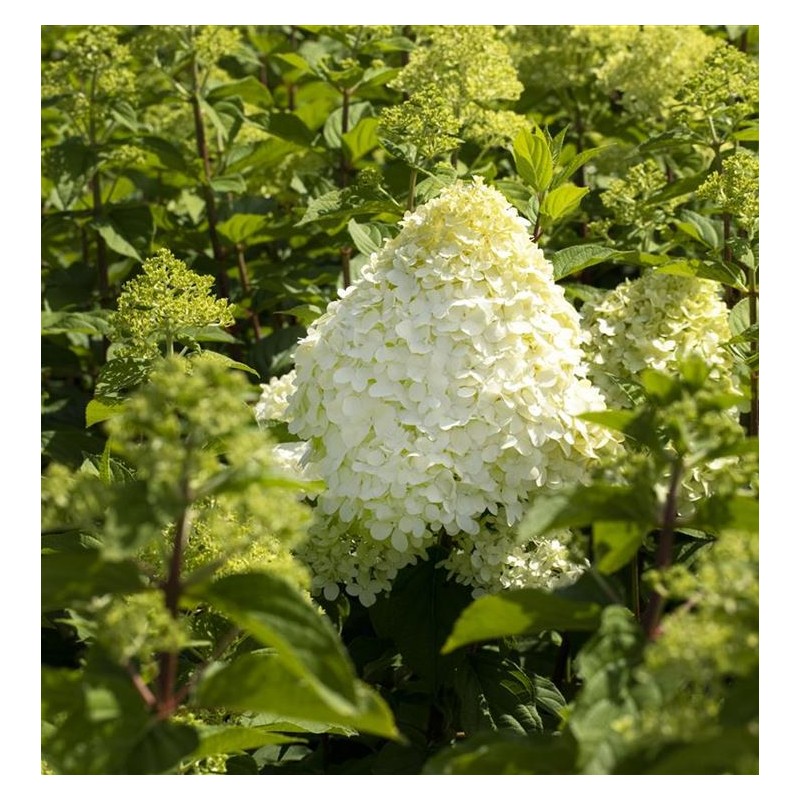 Skarainā hortenzija ,,Hercules,, /Hydrangea paniculata/  - C5 kont.