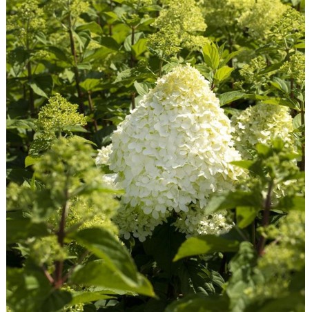 Skarainā hortenzija ,,Hercules,, /Hydrangea paniculata/ - C5 kont.