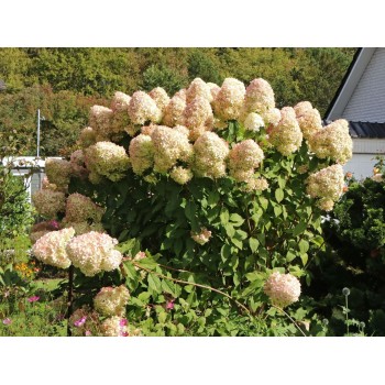 Skarainā hortenzija ,,Hercules,, /Hydrangea paniculata/  - C5 kont.