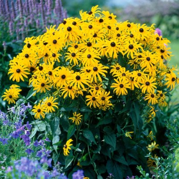 Rudbekija 'Goldsturm' /Rudbeckia f./ - C3 kont.
