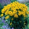 Rudbekija 'Goldsturm' /Rudbeckia f./ - C3 kont.