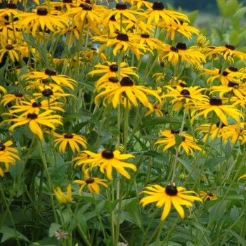 Rudbekija 'Goldsturm' /Rudbeckia f./ - C3 kont.