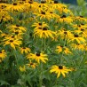 Rudbekija 'Goldsturm' /Rudbeckia f./ - C3 kont.