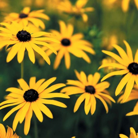 Rudbekija 'Goldsturm' /Rudbeckia f./ - C3 kont.