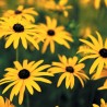 Rudbekija 'Goldsturm' /Rudbeckia f./ - C3 kont.