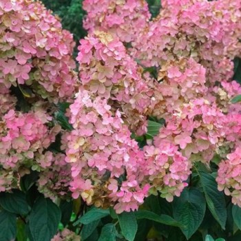 Skarainā hortenzija ,,Pink Diamond,, /Hydrangea paniculata/ - augststumbra