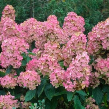 Skarainā hortenzija ,,Pink Diamond,, /Hydrangea paniculata/ - augststumbra