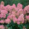 Skarainā hortenzija ,,Pink Diamond,, /Hydrangea paniculata/ - augststumbra