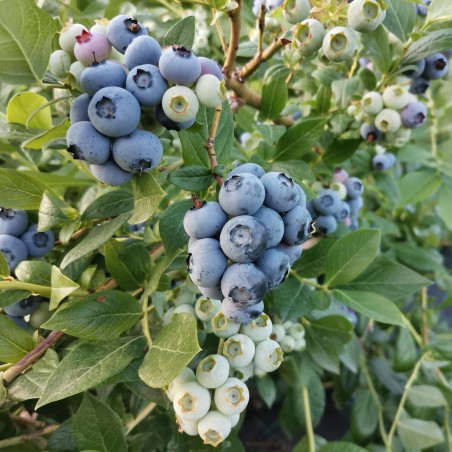 Krūmmellene ,,Meader,, /Vaccinium corymbosum/- C10 Kont.