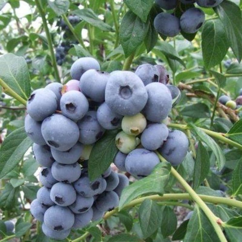 Krūmmellene ,,Sunrise,, /Vaccinium corymbosum/- C10 Kont.