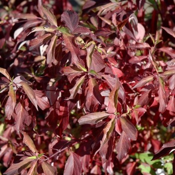 Grimonis "Red Gnome"...