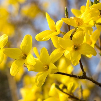 Forsītija ,,Mikador,, /Forsythia x intermedia/- C3 kont.