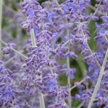Perovskija, balodeņlapu ‘Blue Spire’/Perovskia atriplicifolia/ C1 kont.
