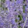 Perovskija, balodeņlapu ‘Blue Spire’/Perovskia atriplicifolia/ C1 kont.