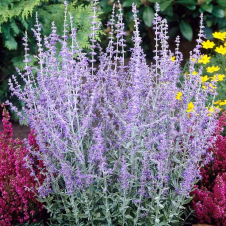 Perovskija, balodeņlapu ‘Blue Spire’/Perovskia atriplicifolia/ C1 kont.