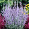 Perovskija, balodeņlapu ‘Blue Spire’/Perovskia atriplicifolia/ C1 kont.