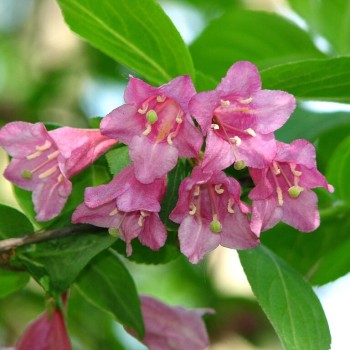 Agrā veigela ,,Bouquet Rose,, /Weigela praecox/- C3 Kont.