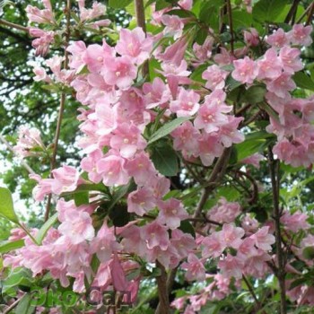 Agrā veigela ,,Bouquet Rose,, /Weigela praecox/- C3 Kont.