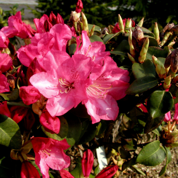 Rododendrs ,,Gartendirector...