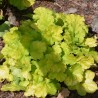 Heihēra 'Northern Exposure Lime' /Heuchera sanguinea/ - C2 kont.