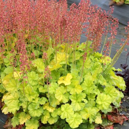 Heihēra 'Northern Exposure Lime' /Heuchera sanguinea/ - C2 kont.