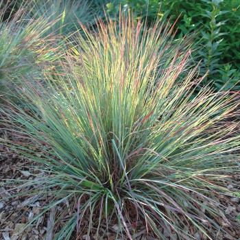Andropogone, sukveida 'Standing Ovation' /Schizachyrium scoparium/ - C3 kont.