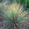 Andropogone, sukveida 'Standing Ovation' /Schizachyrium scoparium/ - C2 kont.