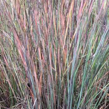 Andropogone, sukveida 'Standing Ovation' /Schizachyrium scoparium/ - C3 kont.