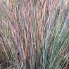 Andropogone, sukveida 'Standing Ovation' /Schizachyrium scoparium/ - C3 kont.