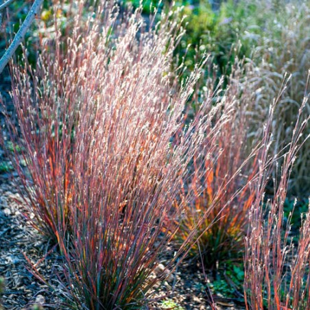 Andropogone, sukveida 'Standing Ovation' /Schizachyrium scoparium/ - C3 kont.