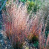 Andropogone, sukveida 'Standing Ovation' /Schizachyrium scoparium/ - C3 kont.