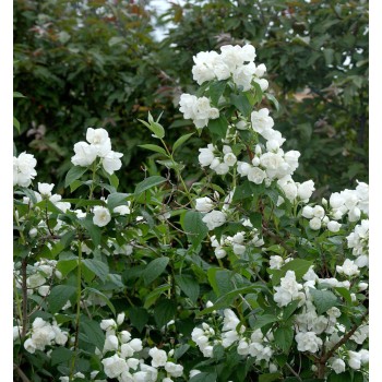 Filadelfs - jasmīns ,,Schneesturm,, /Philadelphus/- C2,5 kont.