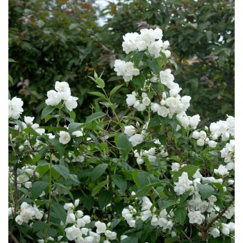 Jasmīns ,,Schneesturm,, /Philadelphus/- C2,5 kont.