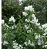 Jasmīns ,,Schneesturm,, /Philadelphus/- C2,5 kont.