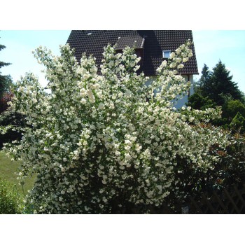 Filadelfs - jasmīns ,,Schneesturm,, /Philadelphus/- C2,5 kont.
