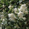 Filadelfas – jazminas ,,Schneesturm,, /Philadelphus/- C2,5 kont.