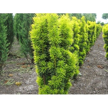 Parastā īve ,,David,,/Taxus baccata/ - C7,5 kont.