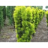 Parastā īve ,,David,,/Taxus baccata/ - C7,5 kont.