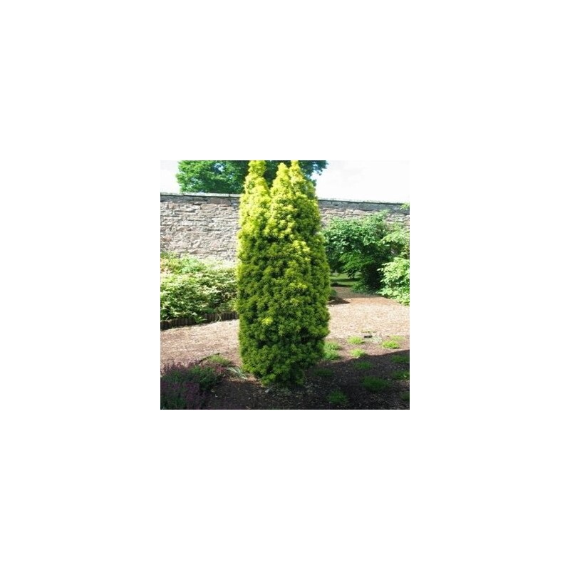 Parastā īve ,,David,,/Taxus baccata/ - C7,5 kont.