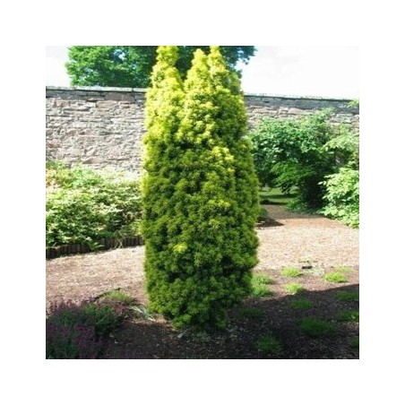 Parastā īve ,,David,,/Taxus baccata/ - C7,5 kont.