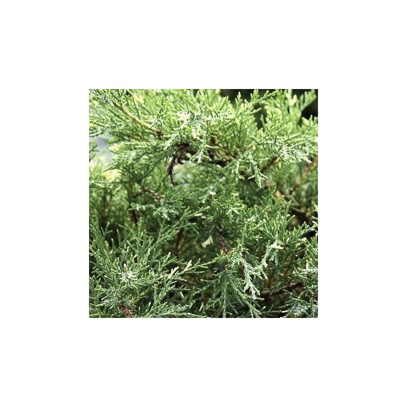 Ficera kadiķis "White Splash" /juniperus pfitzeriana/ - C2 Kont.