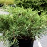 Ficera kadiķis "White Splash" /juniperus pfitzeriana/ - C2 Kont.