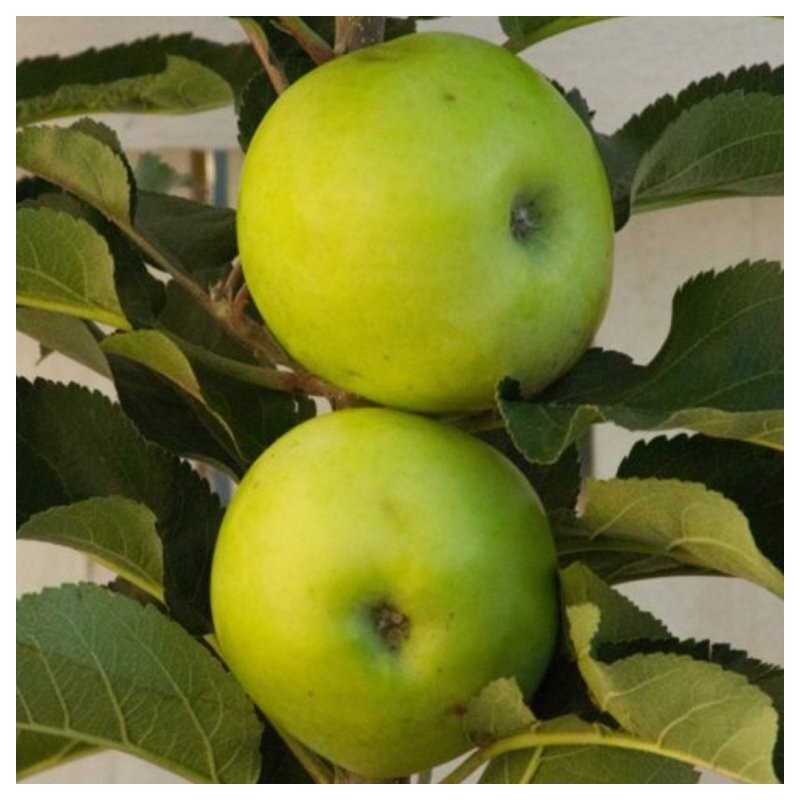 Kolonābele "Nataliuška" /malus domestica/ - 80-100 cm