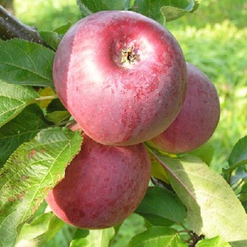 Kolonābele "Anite" /malus...