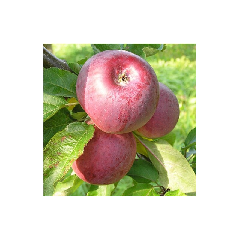 Obelis, koloninė "Anite" /malus domestica/ - 50-70cm