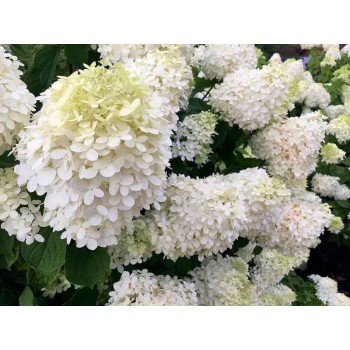 Skarainā hortenzija ,,Grandiflora,, /Hydrangea paniculata/- C10 kont.